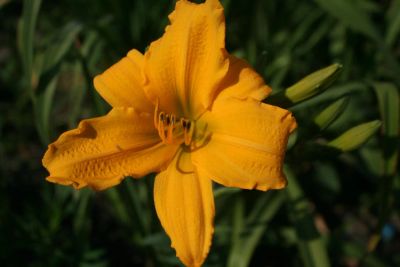 Лот: 11221668. Фото: 1. Лилейник Голден Гифт, золотисто-оранжевый... Садовые цветы