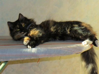 Лот: 3328173. Фото: 1. Хозяйка, ты где?. Кошки, котята