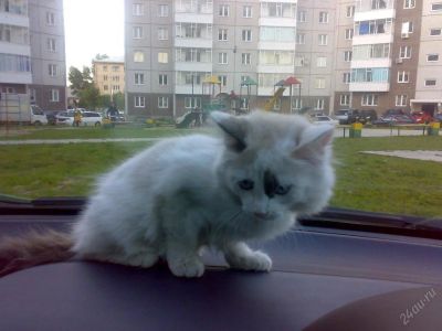 Лот: 117531. Фото: 1. Белый котенок 2 месяца. Остальные животные
