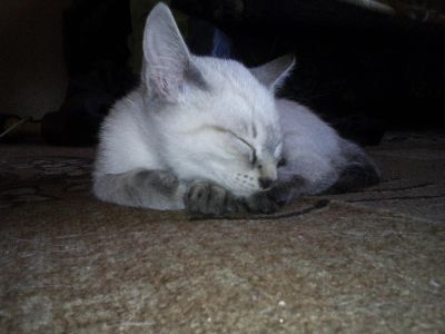 Лот: 6267488. Фото: 1. Котёнок. Кошки, котята