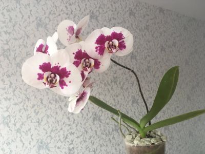 Лот: 15583846. Фото: 1. Орхидея фаленопсис Panda. Горшечные растения и комнатные цветы