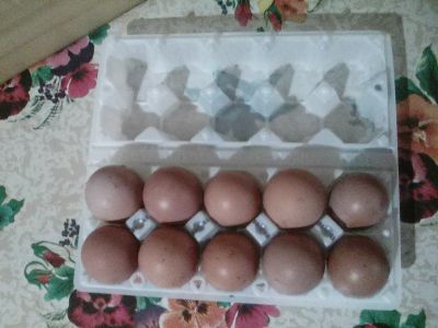 Лот: 11943088. Фото: 1. Яйцо куриное домашнее. Мясо, птица, яйцо