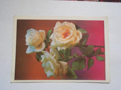 Лот: 7473021. Фото: 1. Белые розы открытка. Открытки, конверты