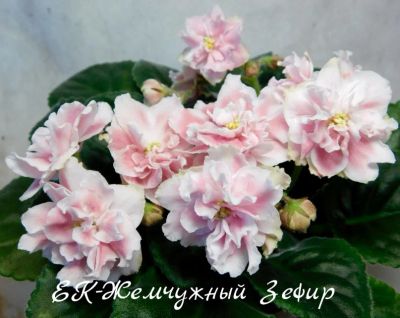 Лот: 5251746. Фото: 1. Фиалка сортовая ЕК-Жемчужный Зефир... Горшечные растения и комнатные цветы