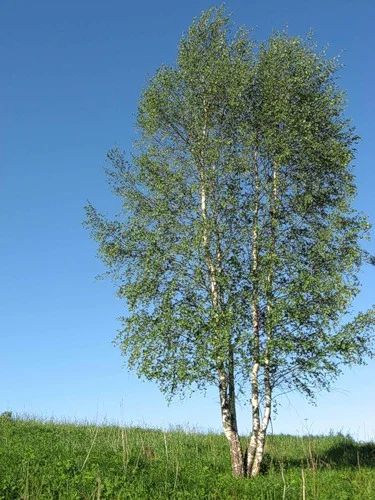Лот: 9869162. Фото: 1. Земельный участок. Земельные участки