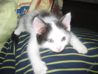 Лот: 2201360. Фото: 1. отдам котенка в добрые руки. Кошки, котята