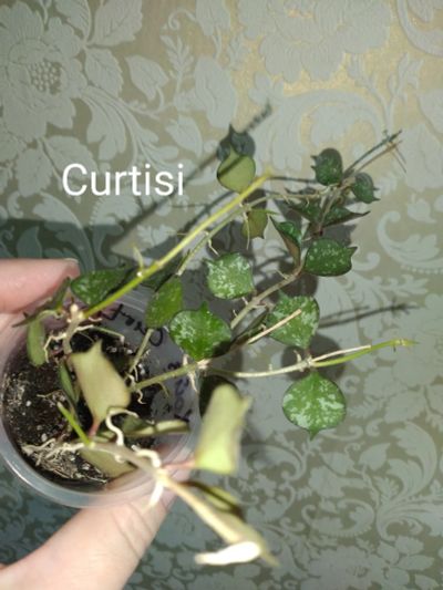 Лот: 20269066. Фото: 1. хойя Куртиси Hoya curtisii.цена... Горшечные растения и комнатные цветы