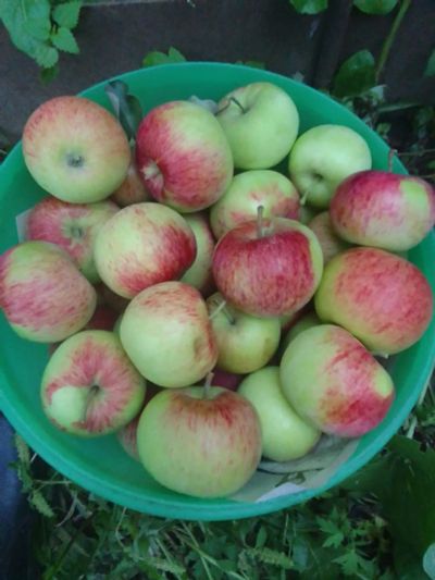 Лот: 23964409. Фото: 1. Яблоки Штрифель полезные и вкусные. Овощи, фрукты, зелень