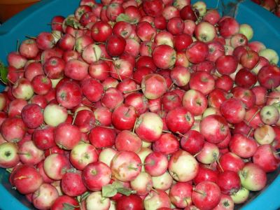 Лот: 4406287. Фото: 1. Продам вкусные ранетки!. Овощи, фрукты, зелень