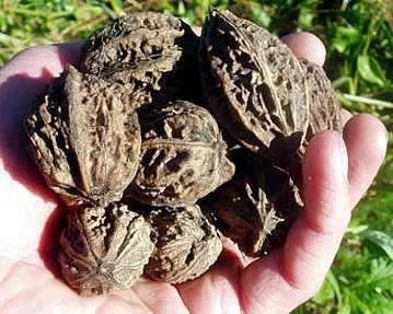 Лот: 5258891. Фото: 1. Черный орех (Juglans nigra L.). Другое (красота и здоровье)
