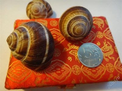 Лот: 2102275. Фото: 1. Панцирь -shell - Улитки виноградные. Бижутерия ручной работы