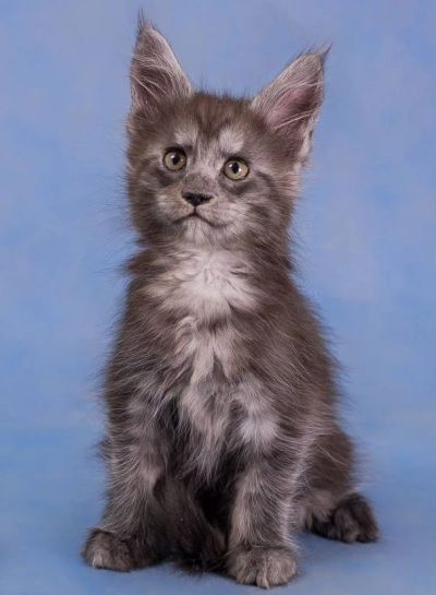 Лот: 6712256. Фото: 1. Котята Мейн-куны. Кошки, котята