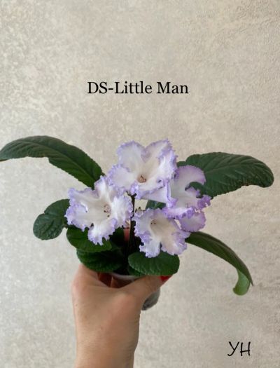 Лот: 21981072. Фото: 1. Стрептокарпус DS-Little Man (детка... Горшечные растения и комнатные цветы