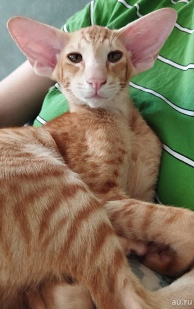 Лот: 17655818. Фото: 1. Котята ориентальной породы. Кошки, котята