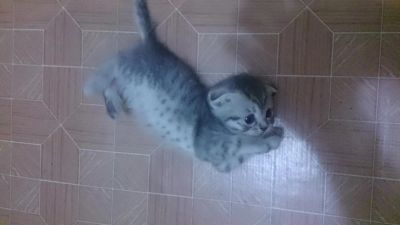 Лот: 5518200. Фото: 1. Вислоухий котёнок (девочка). Кошки, котята