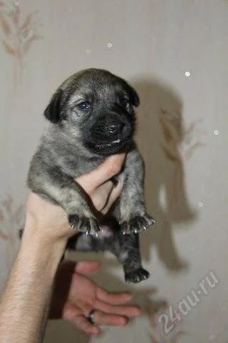 Лот: 2749569. Фото: 1. Крупный щенок ищет хозяев. Собаки, щенки