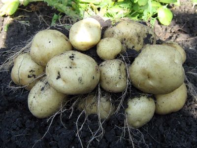 Лот: 1592854. Фото: 1. Свежий картофель из дачи мкр Солнечный. Картофель