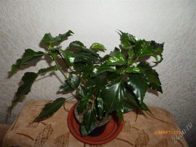 Лот: 2590632. Фото: 1. Гибискус. Горшечные растения и комнатные цветы