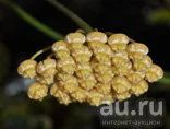 Лот: 13553178. Фото: 1. Хойя Hoya benitotanii.с горшком. Горшечные растения и комнатные цветы