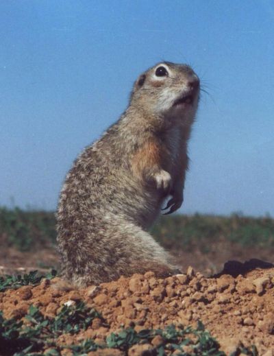 Лот: 3961027. Фото: 1. New. Другое (моделизм)