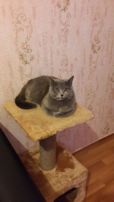 Лот: 4452447. Фото: 1. Шотландская кошка. Кошки, котята