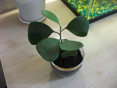 Лот: 1709687. Фото: 1. Ficus triangularisФикус треугольный... Горшечные растения и комнатные цветы