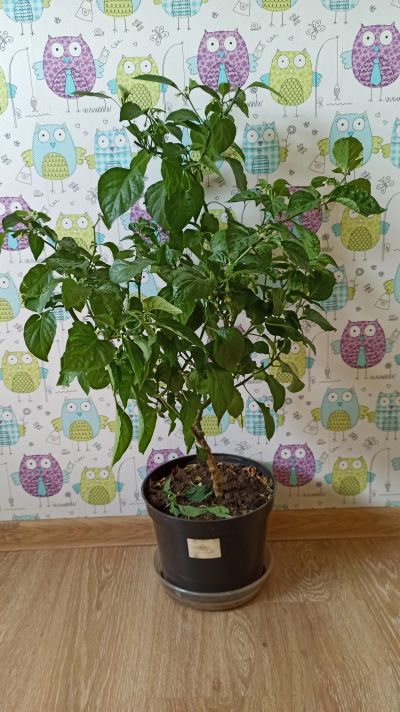 Лот: 15805030. Фото: 1. Взослая Carolina Reaper с плодами... Горшечные растения и комнатные цветы