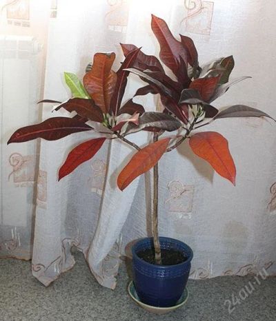Лот: 1248564. Фото: 1. кротон. Горшечные растения и комнатные цветы