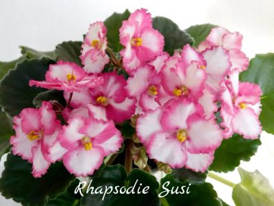 Лот: 8433102. Фото: 1. Фиалка сортовая Rhapsodie Susi... Горшечные растения и комнатные цветы