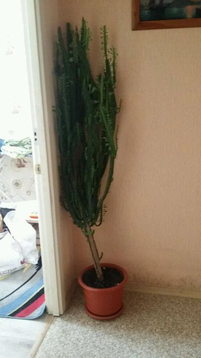 Лот: 12115493. Фото: 1. Молочай. Горшечные растения и комнатные цветы