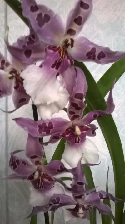 Лот: 11412242. Фото: 1. Продам орхидею Беаллара. Горшечные растения и комнатные цветы