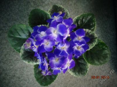 Лот: 6842879. Фото: 1. Фиалка Park Avenue Blue-лист. Горшечные растения и комнатные цветы