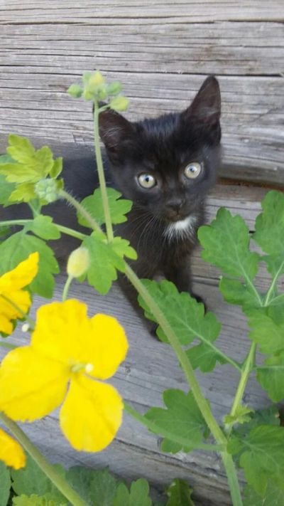 Лот: 7654727. Фото: 1. Бусинка ищет хозяйку!. Кошки, котята