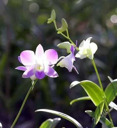 Лот: 763428. Фото: 1. Орхидея дендродиум. Горшечные растения и комнатные цветы