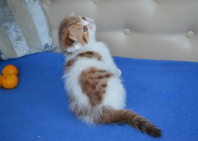 Лот: 3550964. Фото: 1. Шотландская вислоухая принцесса. Кошки, котята