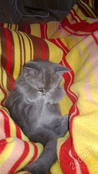 Лот: 2811261. Фото: 1. Британские котята. Кошки, котята