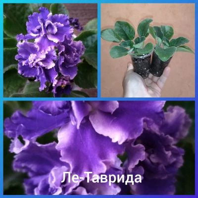 Лот: 13970053. Фото: 1. Фиалка Ле-Таврида стартеры. Горшечные растения и комнатные цветы
