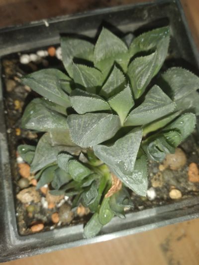 Лот: 19314101. Фото: 1. сортовая Хавортия Haworthia mutica... Горшечные растения и комнатные цветы