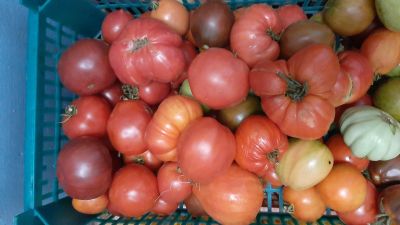 Лот: 7986597. Фото: 1. помидоры свои , для еды или засолки... Овощи, фрукты, зелень
