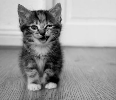 Лот: 5362558. Фото: 1. подарю котенка. Кошки, котята