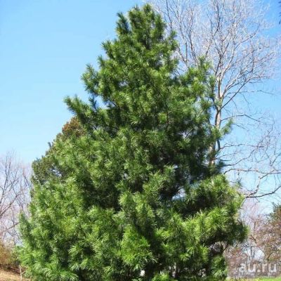 Лот: 8197965. Фото: 1. Кедр Корейский (Pinus koraiensis... Декоративные кустарники и деревья