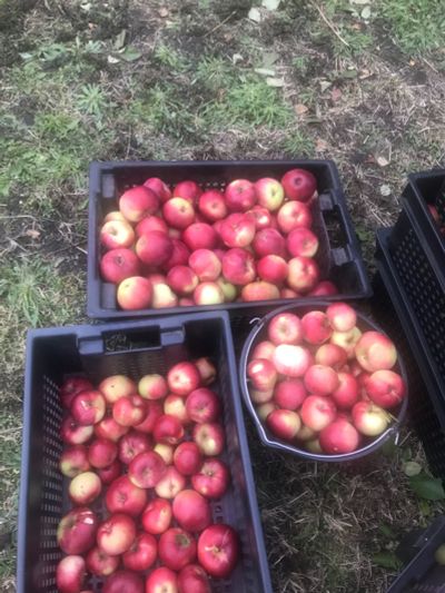Лот: 18117461. Фото: 1. Фрукты, яблоки. Овощи, фрукты, зелень