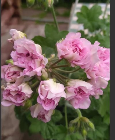 Лот: 18432942. Фото: 1. Пеларгония Мадам Пампадур. Горшечные растения и комнатные цветы