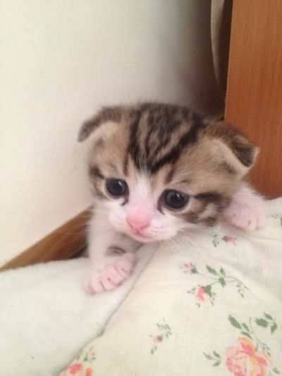 Лот: 6292973. Фото: 1. Продам котенка. Кошки, котята