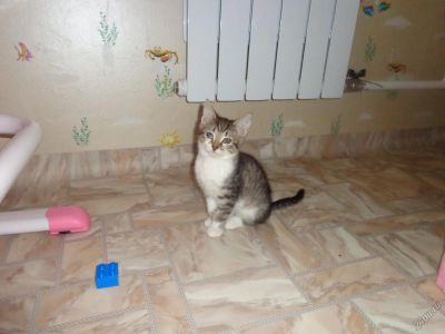 Лот: 6397218. Фото: 1. Ласковая кошечка. Кошки, котята