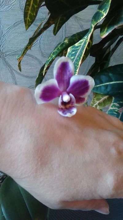 Лот: 9402771. Фото: 1. Орхидея фаленопсис мини (отцвела... Горшечные растения и комнатные цветы