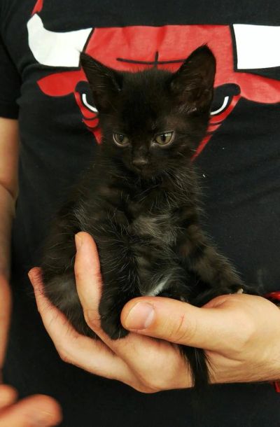 Лот: 9620672. Фото: 1. Котенок мальчик, 1,5 месяца. Кошки, котята