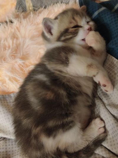 Лот: 8637036. Фото: 1. Продам шотландскую мраморную девочку. Кошки, котята
