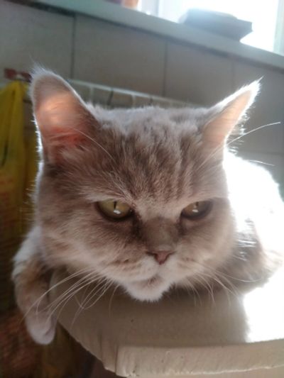 Лот: 16205855. Фото: 1. Отдам в добрые руки британскую... Кошки, котята