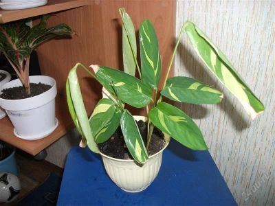 Лот: 2531643. Фото: 1. Ктенанта сжатая. Ctenanta cupressa... Горшечные растения и комнатные цветы